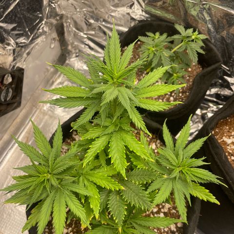 Primeiro Ciclo Prenseeds growlog timeline photo
