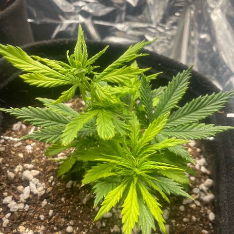 Primeiro Ciclo Prenseeds growlog timeline photo