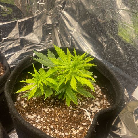 Primeiro Ciclo Prenseeds growlog timeline photo