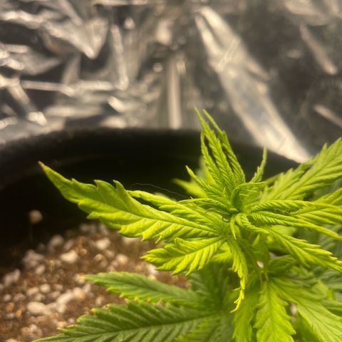 Primeiro Ciclo Prenseeds growlog timeline photo