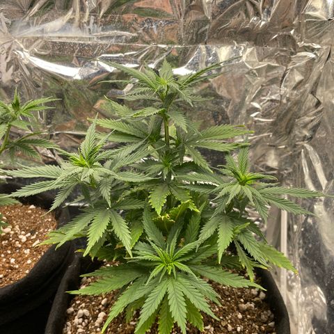 Primeiro Ciclo Prenseeds growlog timeline photo