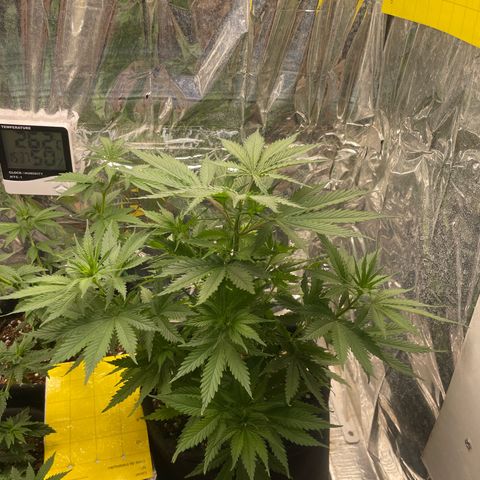 Primeiro Ciclo Prenseeds growlog timeline photo
