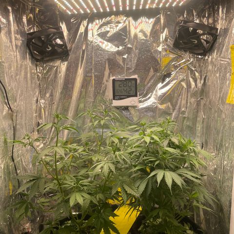 Primeiro Ciclo Prenseeds growlog timeline photo