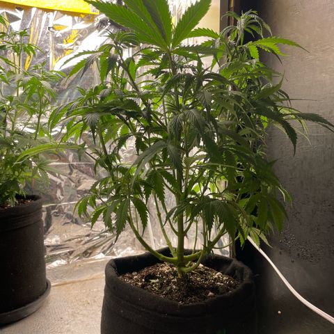 Primeiro Ciclo Prenseeds growlog timeline photo