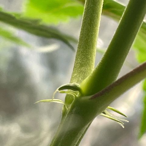 Primeiro Ciclo Prenseeds growlog timeline photo