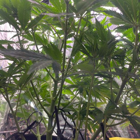 Primeiro Ciclo Prenseeds growlog timeline photo
