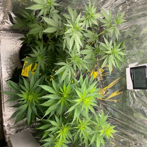 Primeiro Ciclo Prenseeds growlog timeline photo