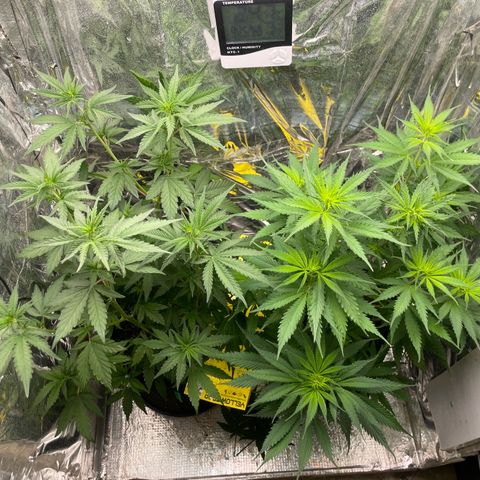 Primeiro Ciclo Prenseeds growlog timeline photo