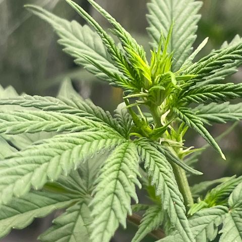 Primeiro Ciclo Prenseeds growlog timeline photo