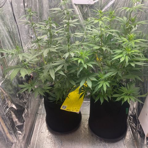 Primeiro Ciclo Prenseeds growlog timeline photo