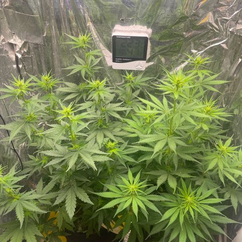 Primeiro Ciclo Prenseeds growlog timeline photo