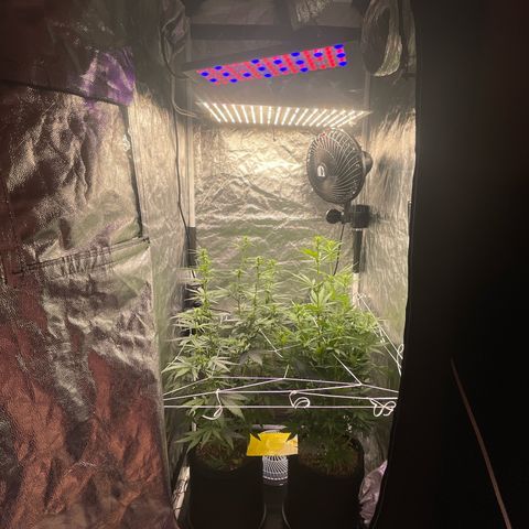 Primeiro Ciclo Prenseeds growlog photo:   Rede de scrog colocada e troquei o grow