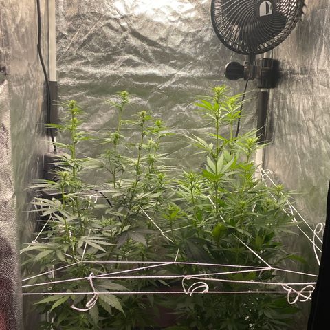 Primeiro Ciclo Prenseeds growlog photo:   Rede de scrog colocada e troquei o grow