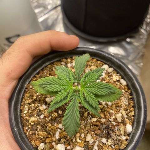 Primeiro Ciclo Prenseeds growlog timeline photo