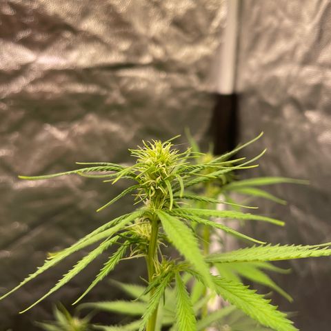 Primeiro Ciclo Prenseeds growlog timeline photo