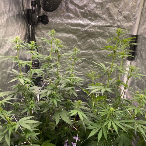 Primeiro Ciclo Prenseeds growlog timeline photo