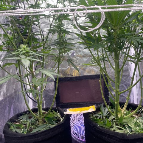 Primeiro Ciclo Prenseeds growlog timeline photo