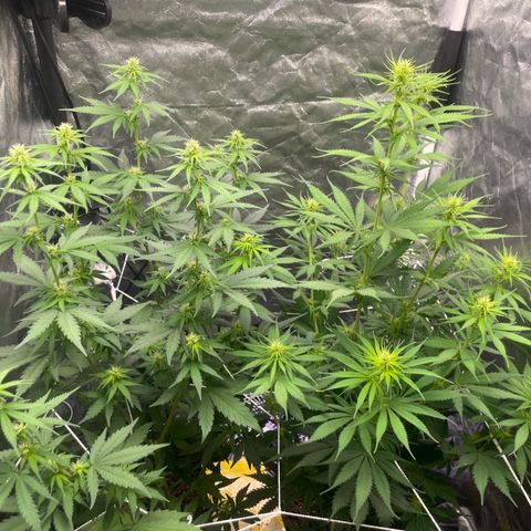 Primeiro Ciclo Prenseeds growlog timeline photo