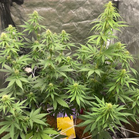 Primeiro Ciclo Prenseeds growlog timeline photo
