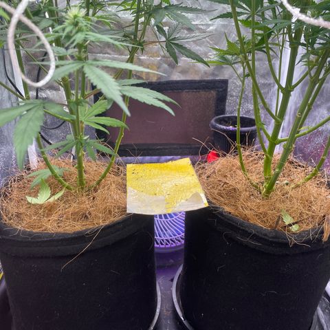 Primeiro Ciclo Prenseeds growlog timeline photo