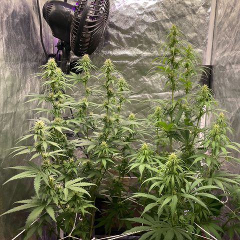 Primeiro Ciclo Prenseeds growlog timeline photo