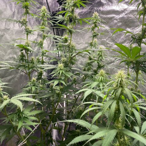 Primeiro Ciclo Prenseeds growlog timeline photo
