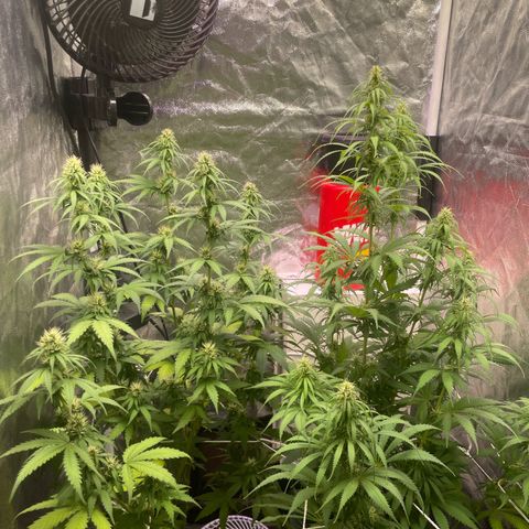 Primeiro Ciclo Prenseeds growlog timeline photo