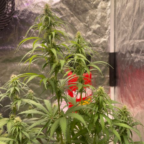 Primeiro Ciclo Prenseeds growlog timeline photo