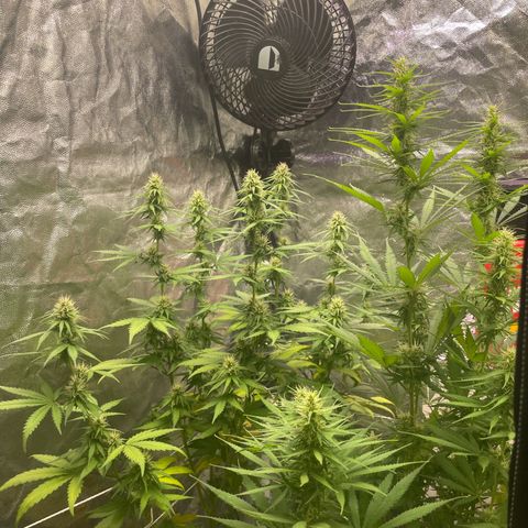 Primeiro Ciclo Prenseeds growlog timeline photo