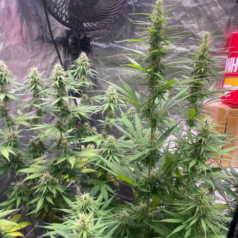 Primeiro Ciclo Prenseeds growlog timeline photo