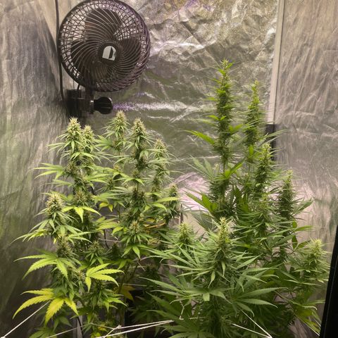 Primeiro Ciclo Prenseeds growlog timeline photo