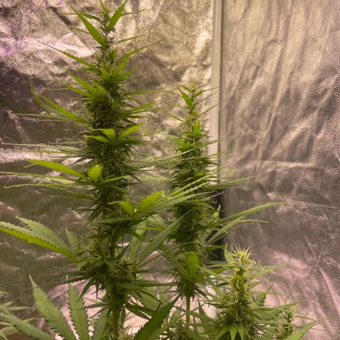 Primeiro Ciclo Prenseeds growlog timeline photo
