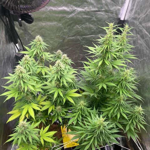 Primeiro Ciclo Prenseeds growlog timeline photo