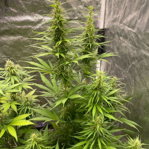 Primeiro Ciclo Prenseeds growlog timeline photo