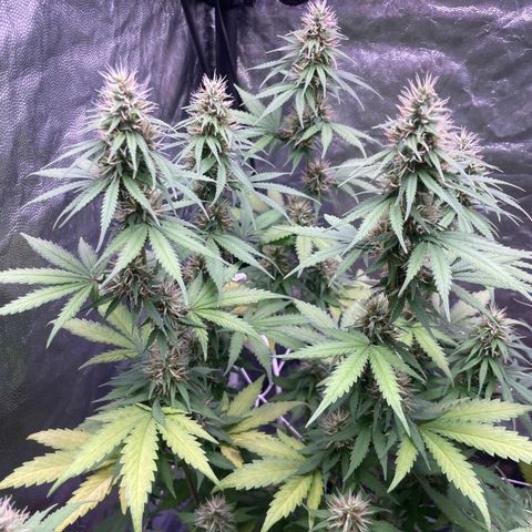 Primeiro Ciclo Prenseeds growlog timeline photo