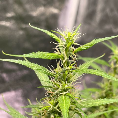 Primeiro Ciclo Prenseeds growlog timeline photo