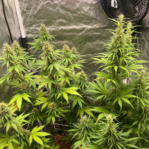 Primeiro Ciclo Prenseeds growlog timeline photo