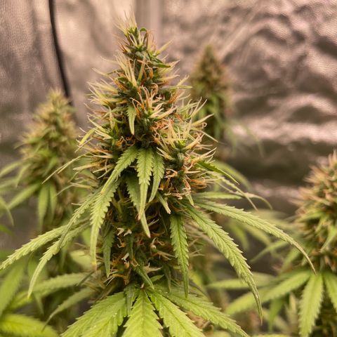 Primeiro Ciclo Prenseeds growlog timeline photo