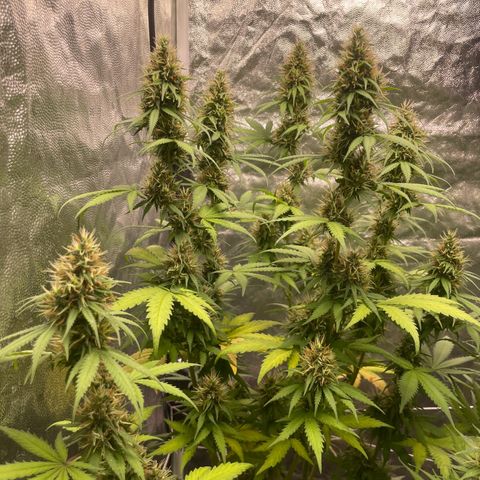 Primeiro Ciclo Prenseeds growlog timeline photo
