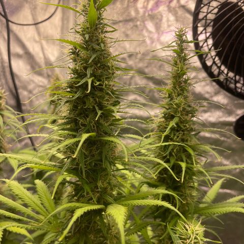 Primeiro Ciclo Prenseeds growlog timeline photo