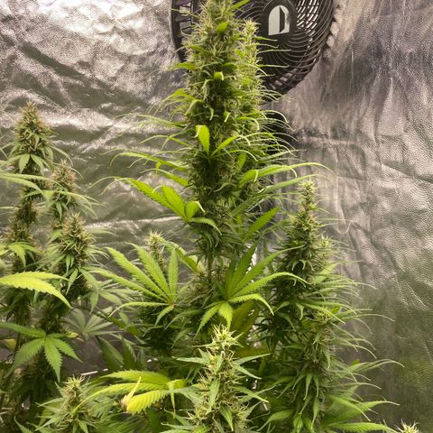 Primeiro Ciclo Prenseeds growlog timeline photo