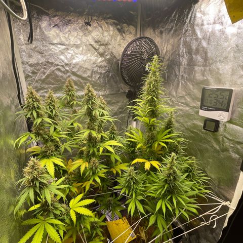 Primeiro Ciclo Prenseeds growlog timeline photo