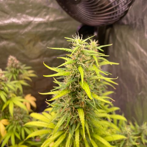 Primeiro Ciclo Prenseeds growlog timeline photo