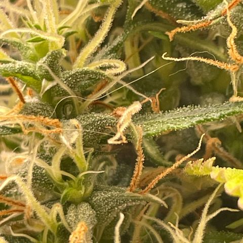 Primeiro Ciclo Prenseeds growlog timeline photo
