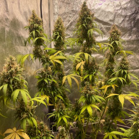 Primeiro Ciclo Prenseeds growlog timeline photo