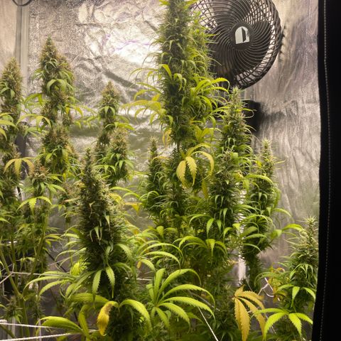 Primeiro Ciclo Prenseeds growlog timeline photo