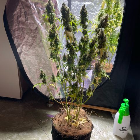 Primeiro Ciclo Prenseeds growlog timeline photo