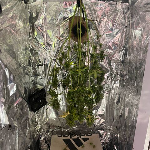 Primeiro Ciclo Prenseeds growlog timeline photo