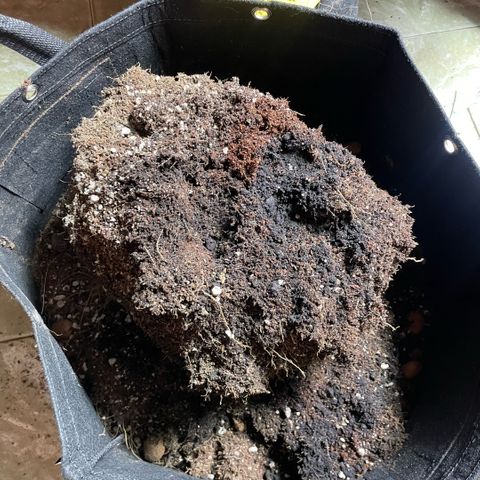 Primeiro Ciclo Prenseeds growlog timeline photo