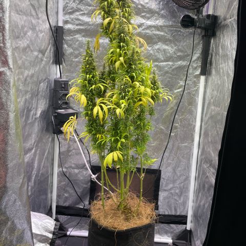 Primeiro Ciclo Prenseeds growlog timeline photo